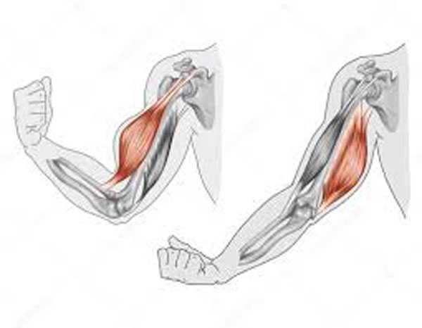 étirement-biceps-triceps