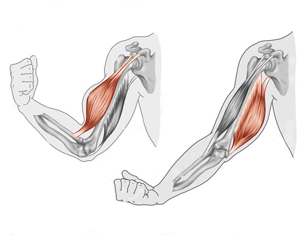 Exercice-Musculation-Biceps-Triceps