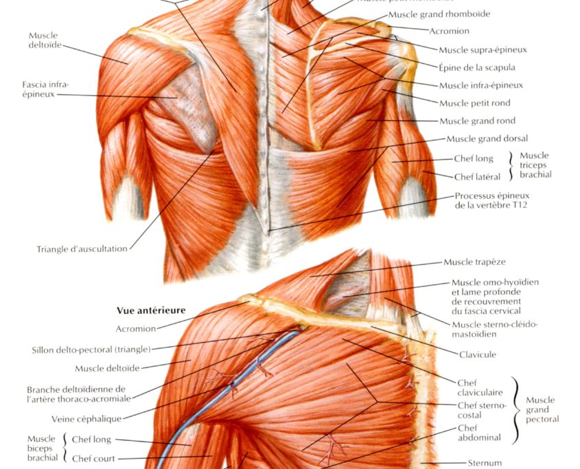 muscles-epaules
