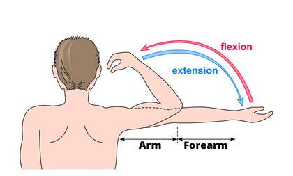 Arm and foream