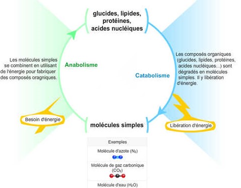 anabolisme versus catabolisme