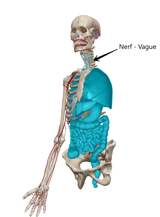 image d'un squelette et de la position du nerf vague