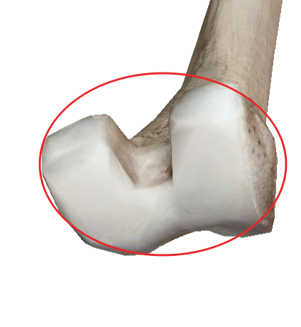 cartilage du fémur