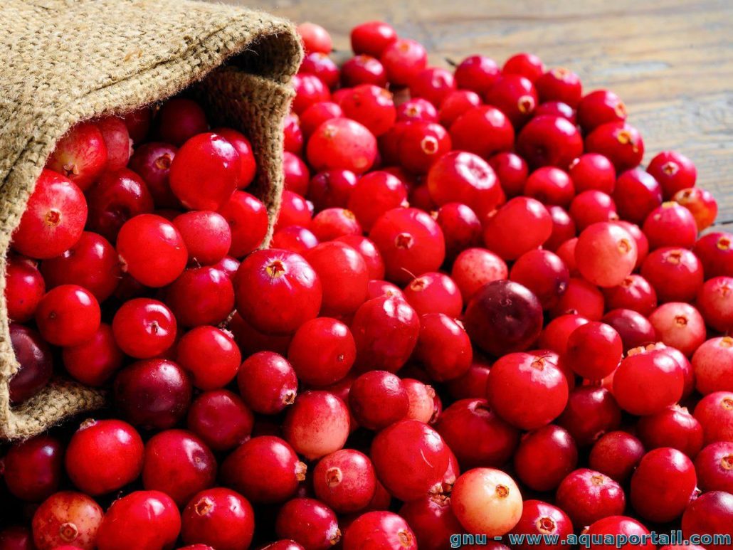 cranberry riche en antioxydants