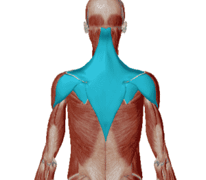 muscles du haut du dos qui sont sollicités sur l'exercice de la planche