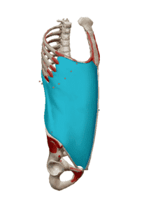 muscle oblique externe sollicité dans l'exercice de la planche abdominale.