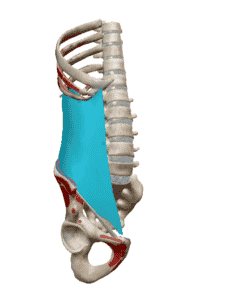 Oblique interne muscle sollicité pendant l'exercice de la planche abdominale.