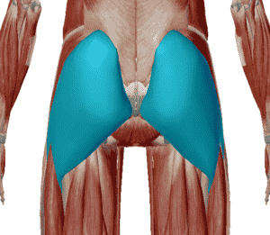 Muscle grand fessier sollicité lors de l'exercice de la planche abdominale.