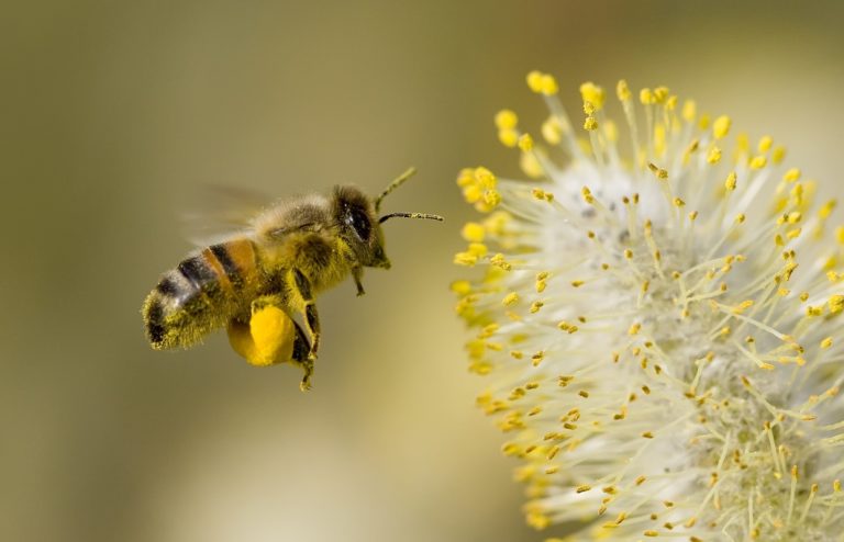POLLEN BIO – LE BOUCLIER IMMUNITAIRE DES SPORTIFS