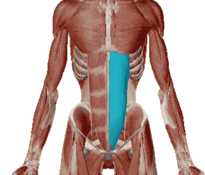 Grand droit muscle sollicité pendant l'exercice de la planche abdominale